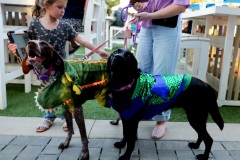 A pair of costumed dogs steal the spotlight during Wooftop Fest Halloween Edition at The Rooftop at Riverside, where pet owners, families, and animal lovers gathered for an evening of festive fun, live entertainment, and community connection.
