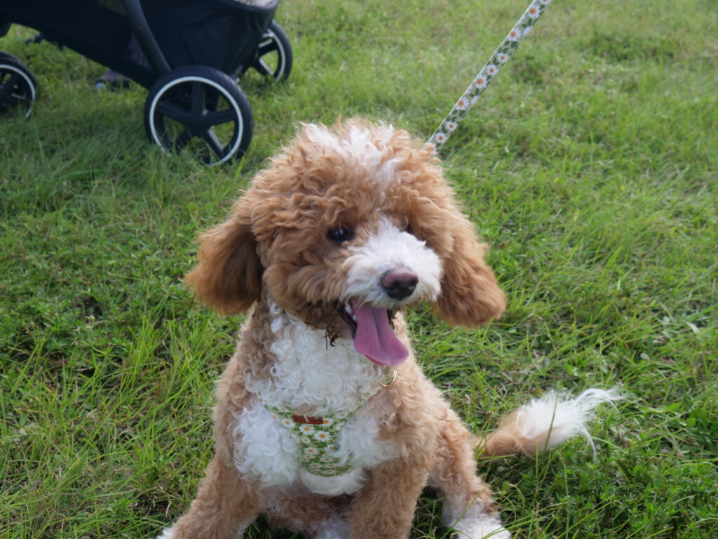 Brown and white curly-haired dog sitting on grass with tongue out at an outdoor family event.