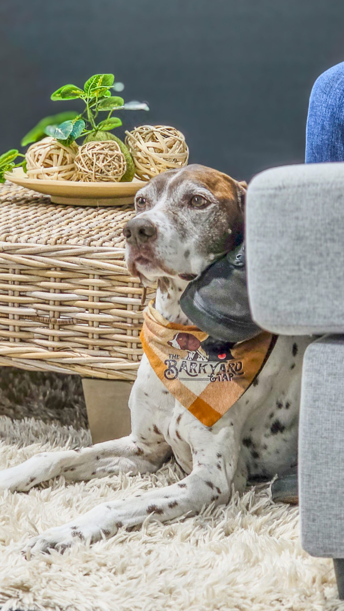 Dog-friendly outdoor gathering connected to the Barkyard and Tap Southwest Florida story.