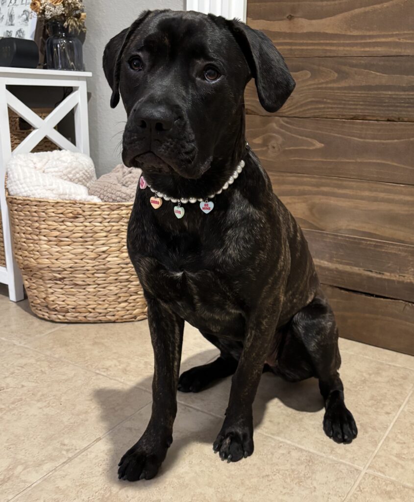 Athena pictured in the Barkyard and Tap dog-friendly community story.