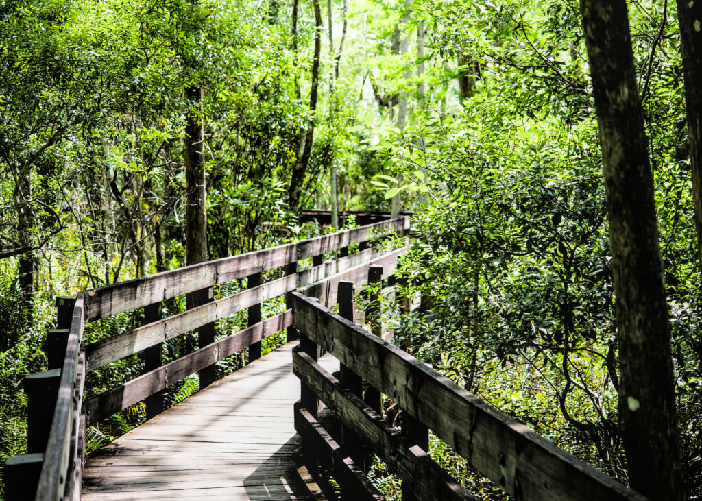 The boardwalk loop at Six Mile Cypress Slough Preserve.