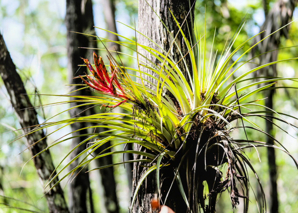 A cardinal airplant with red bract growing on a cypress trunk.