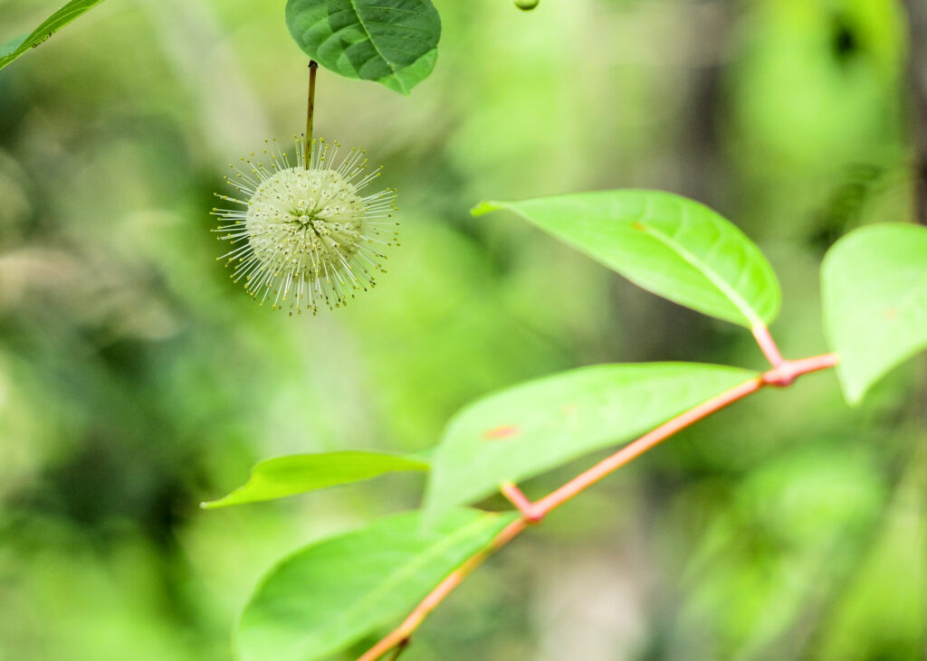 A single buttonbush flower hanging from its branch.