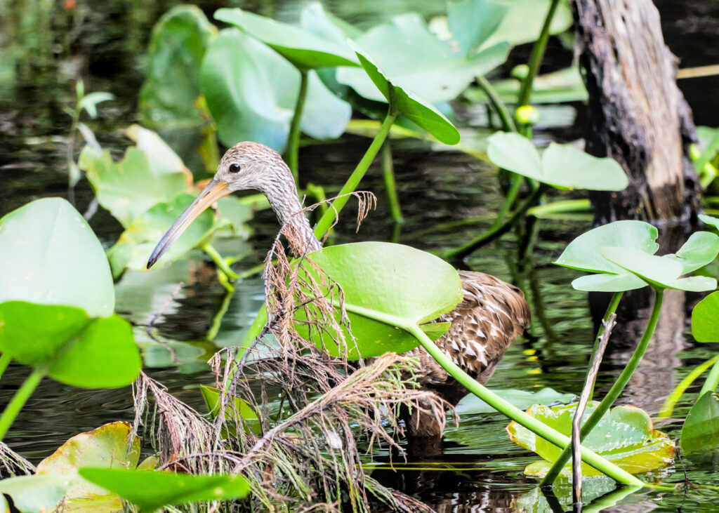 A limpkin partially hidden behind lily pads.