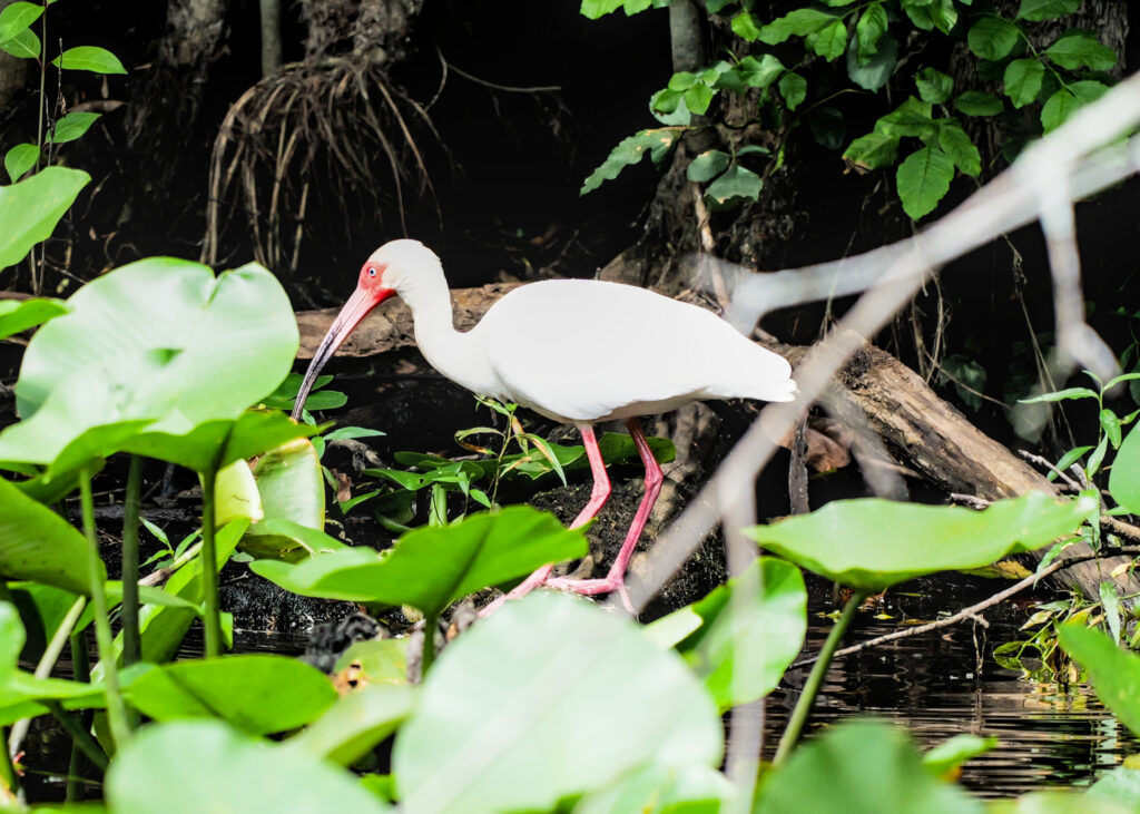 A white ibis standing on a fallen log among lily pads.