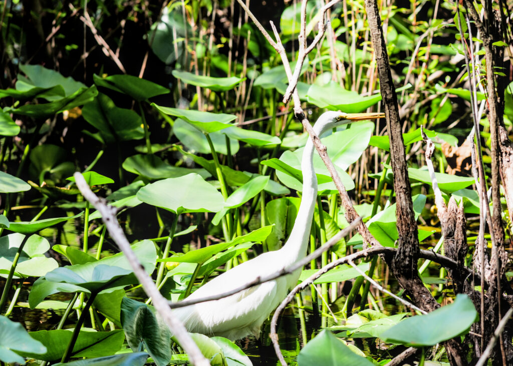 A great egret moving through the lily pads.