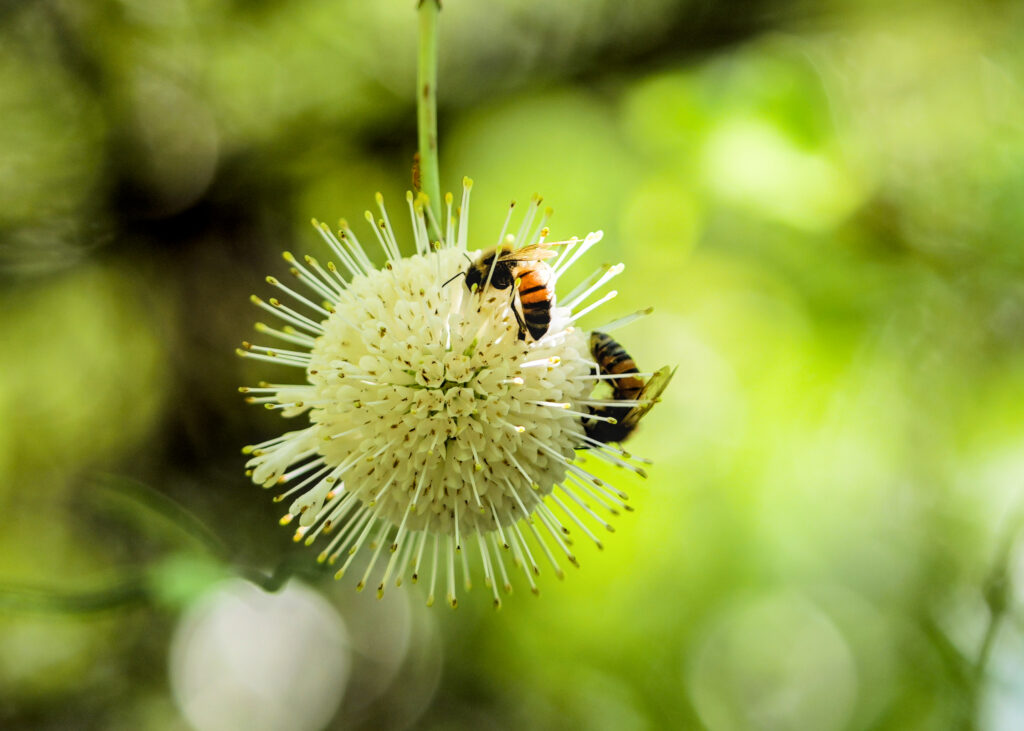 Two honeybees feeding on a buttonbush flower.