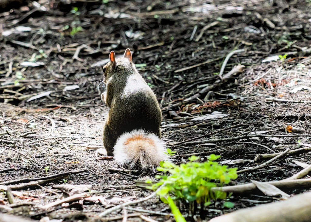 A gray squirrel from behind, with a backlit fluffy tail, sitting in leaf litter.