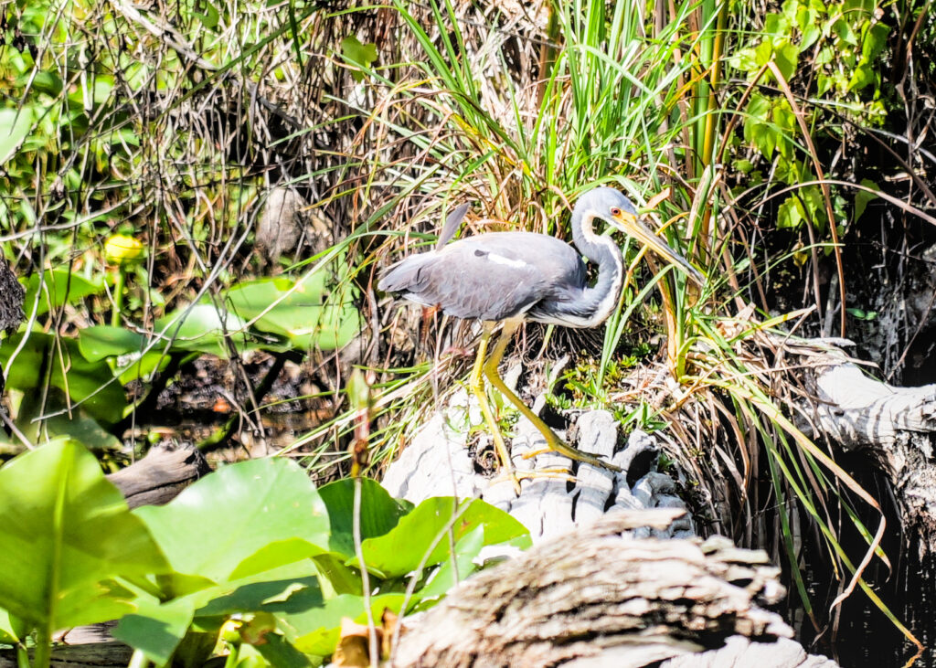 A tricolored heron stalking through the reeds at the water’s edge.