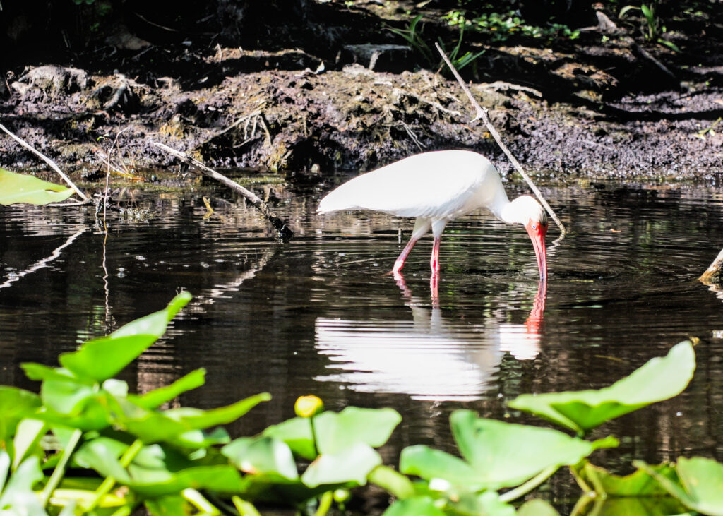 A white ibis wading and feeding in shallow water.
