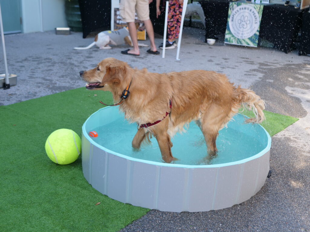 Golden retriever playing in a dog pool at The Barkyard & Tap Dog Dayz event at Riptide Brewery in Bonita Springs, Florida.